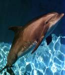 w delfinarium