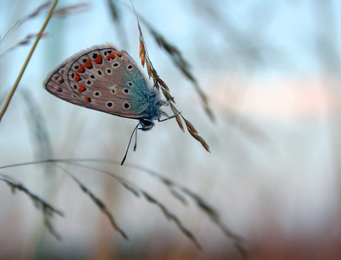 Motyl