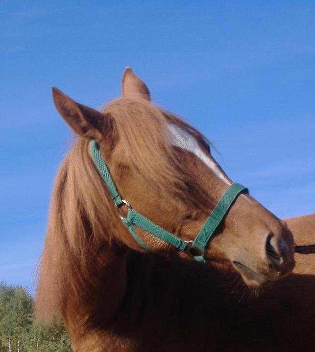 Red Horse and the Blue sky