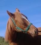 Red Horse and the Blue sky