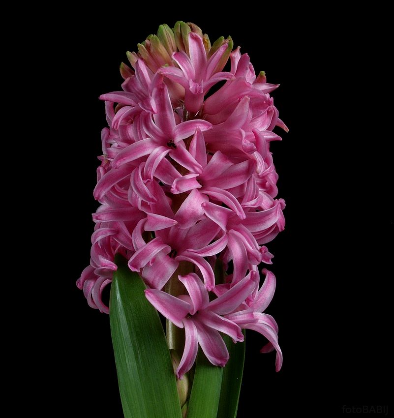 63-Hiacynt wschodni Hyacinthus orientalis \"Pink Pearl\"