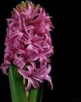 63-Hiacynt wschodni Hyacinthus orientalis \"Pink Pearl\"