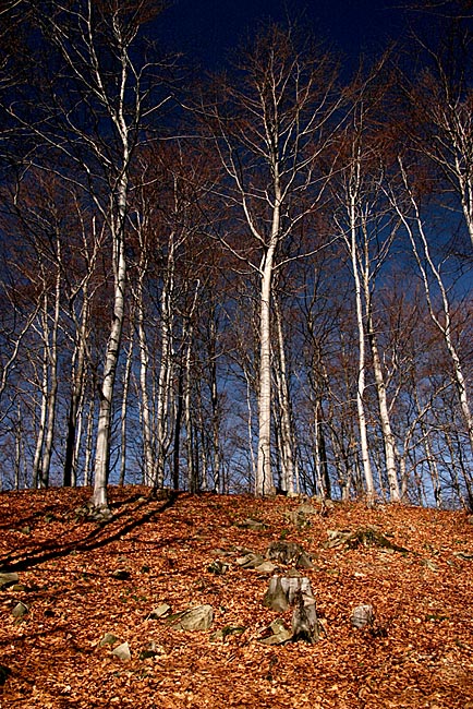 Beskid Sądecki