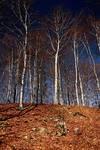 Beskid Sądecki