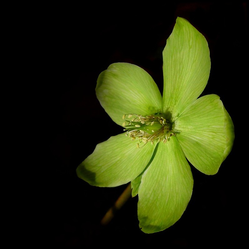 Helleborus