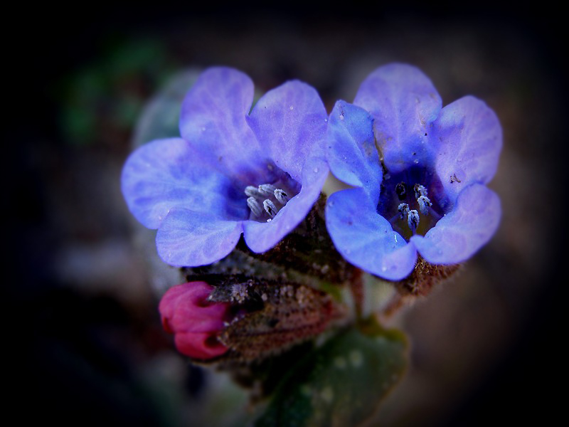 raz inaczej ... ;) "Pulmonaria saccharata"