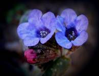 raz inaczej ... ;) "Pulmonaria saccharata"