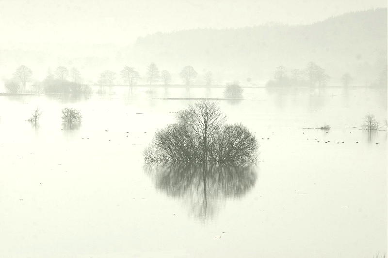 Narew