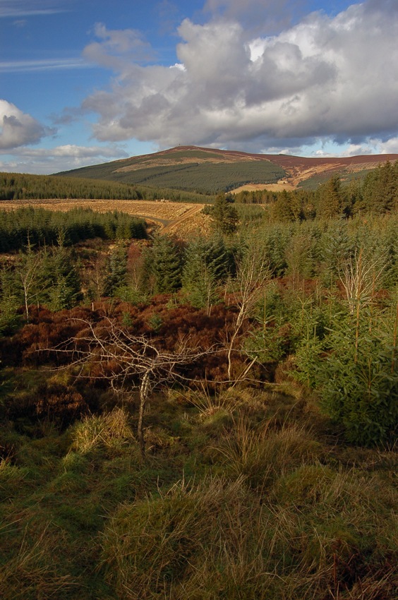 Kielder Forest