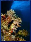 Short-finger leather coral (Sinularia leptoclados)