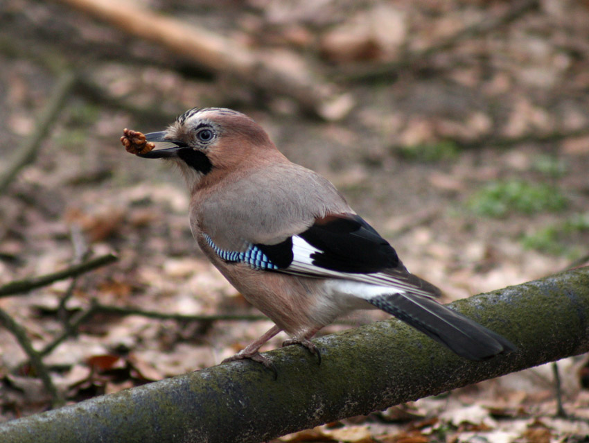 Sójka (Garrulus glandarius)