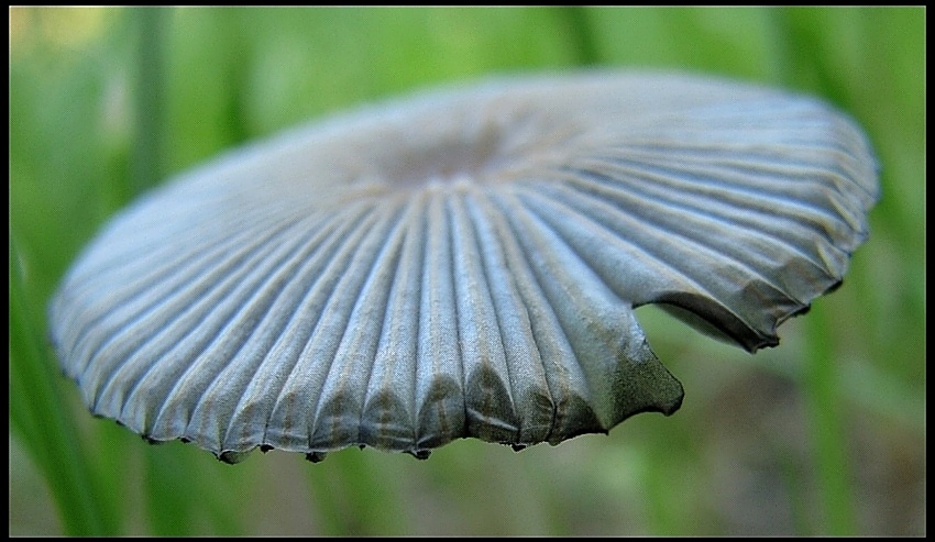 ogrodowe UFO