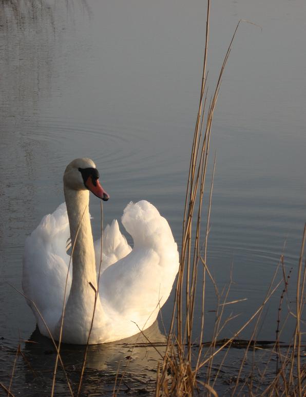 łabądek ..