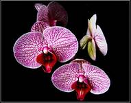 Orchidea