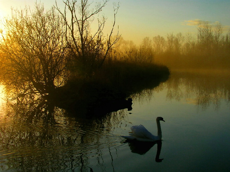 Łabądź