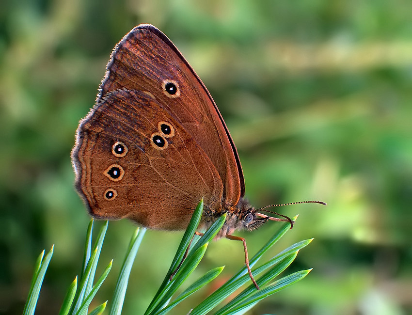 PRZESTROJNIK TRAWNIK (Aphantopus hyperantus)