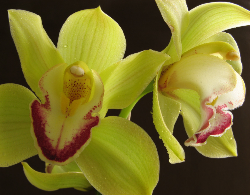 Cymbidium