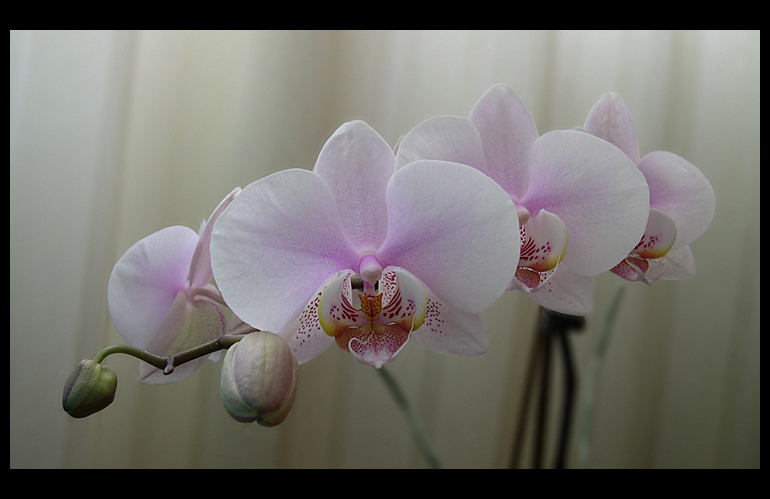 Orchidea