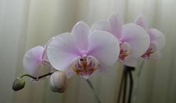 Orchidea