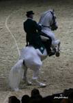 Equitana 2007 Lipicaner Hengste