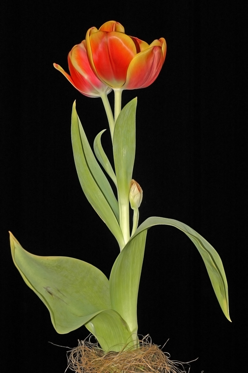 Tulipan