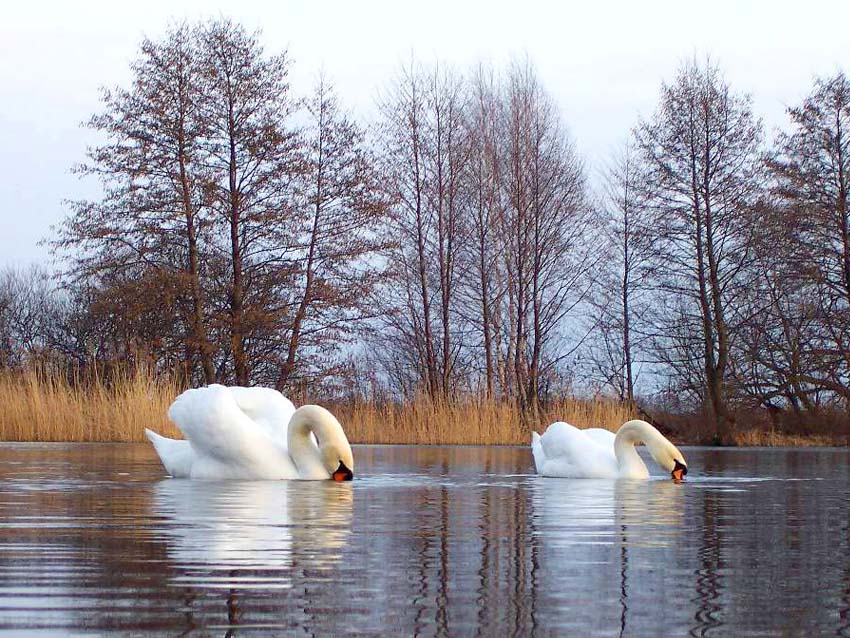 Łabędzie