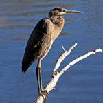 Czapla Rafowa (Egretta gularis)