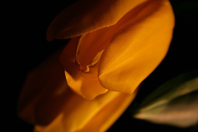 Tulip