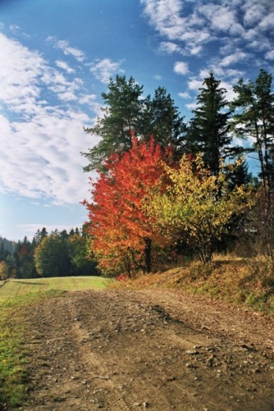 Beskidy. Wspomnienie jenienii