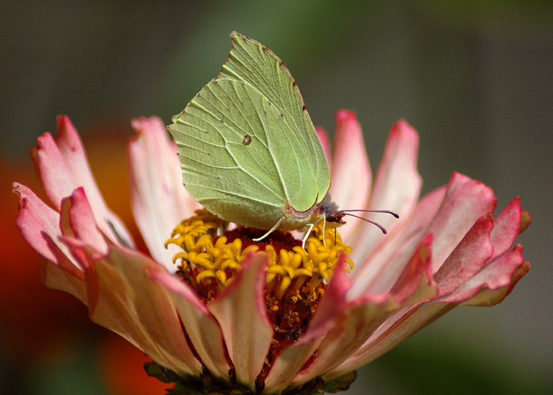 motyl