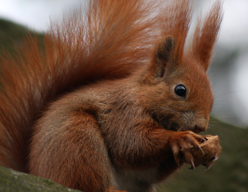 Wiewiórka ruda (Sciurus vulgaris)