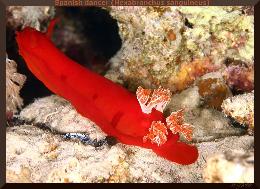 Spanish dancer (Hexabranchus sanguineus)