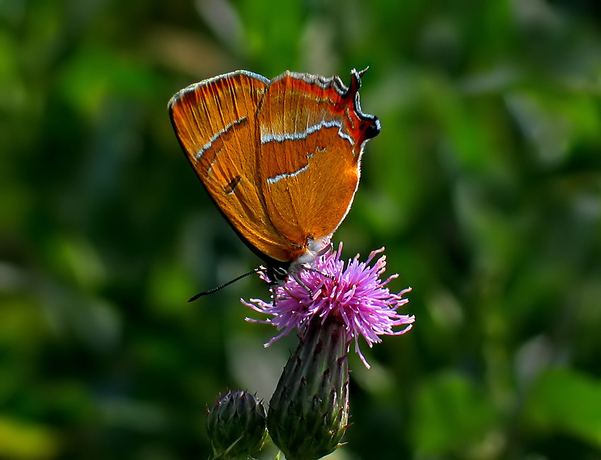 PAZIK BRZOZOWIEC  (Thecla betulae)