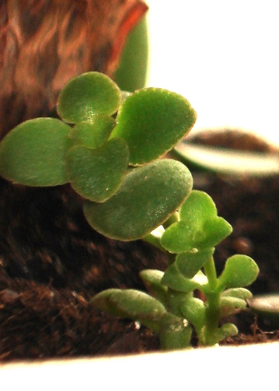 Bliżniaki:) - łac. Crassula arborescensa