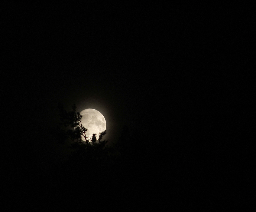 the moon in the forest