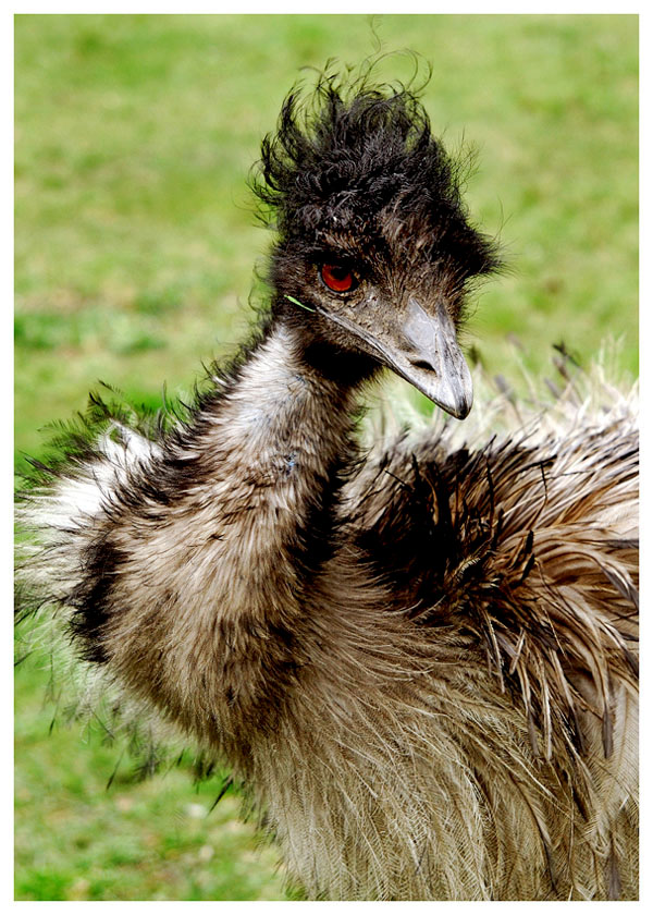 Emu