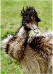 Emu