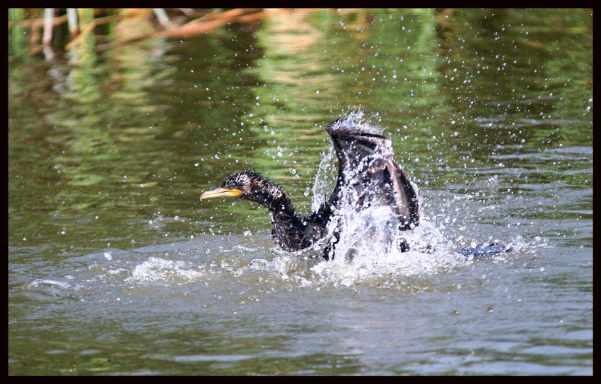 Kormoran