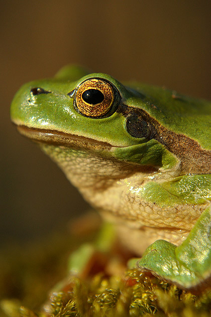 Hyla arborea