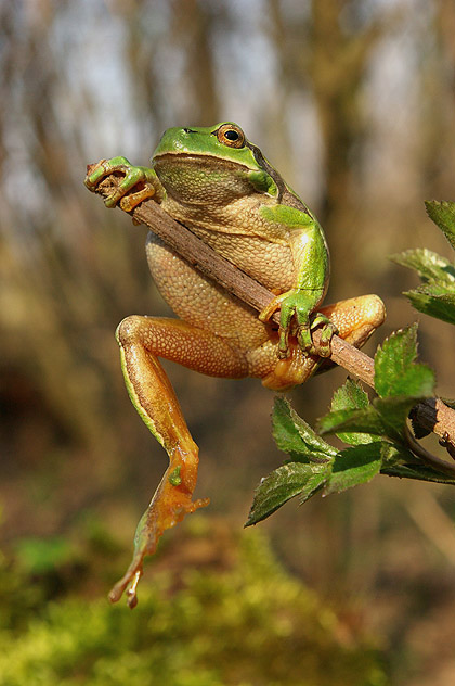 Hyla arborea i troche akrobatyki