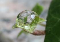 Water garden I