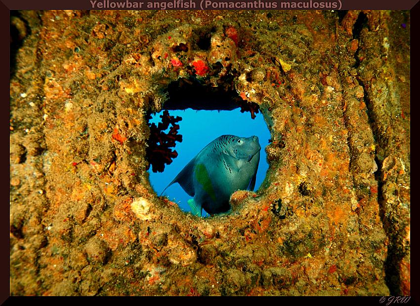 Panienka z okienka ;) [Yellowbar angelfish (Pomacanthus maculosus)]