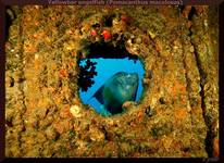 Panienka z okienka ;) [Yellowbar angelfish (Pomacanthus maculosus)]