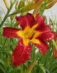 Red Lily