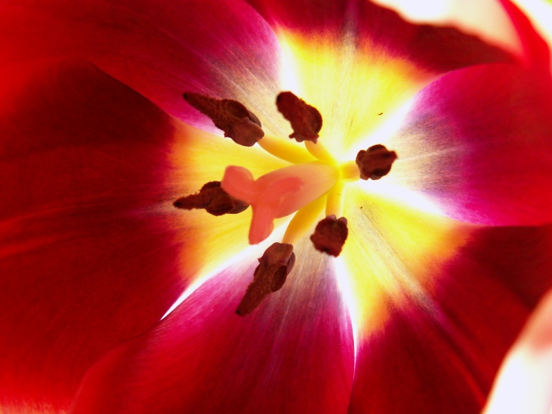 Tulip