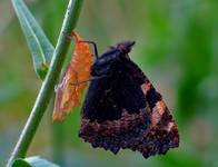 RUSAŁKA POKRZYWNIK (Aglais urticae)