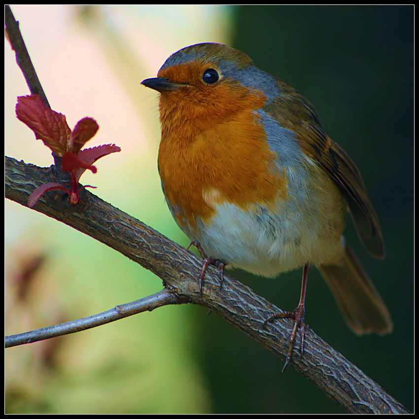 Robin