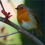 Robin