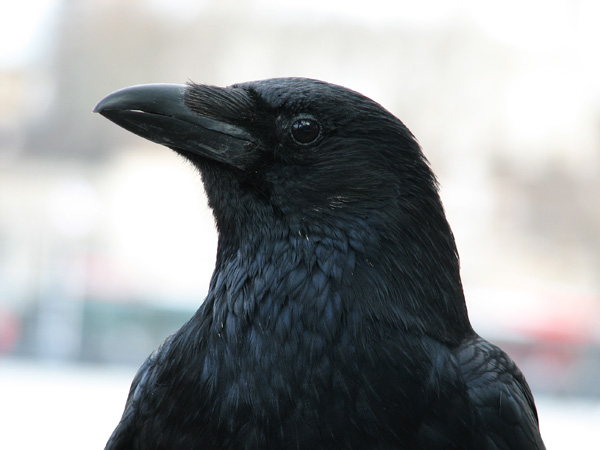 Crow of Tower