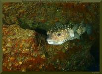 Yellowspotted burrfish (Cyclichthys spilostylus)